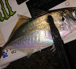 尺に足りない〜(´；ω；｀)