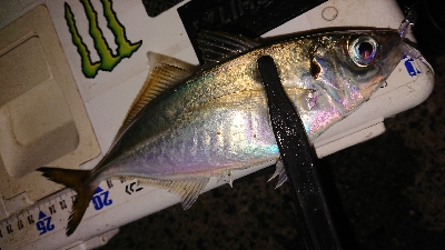 尺に足りない〜(´；ω；｀)