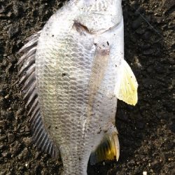 黒鯛が 釣りたい