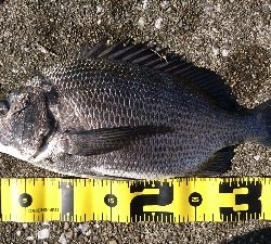 まだまだ 港の奥は釣れる