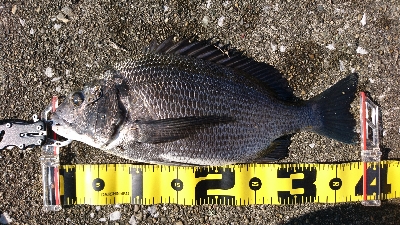 まだまだ 港の奥は釣れる