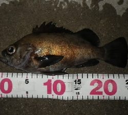 おかっぱりからのええサイズ~