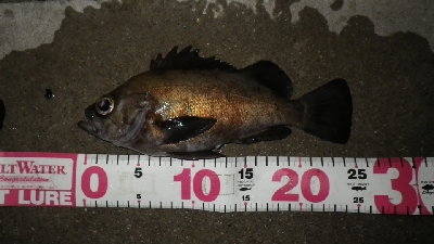 おかっぱりからのええサイズ～