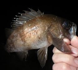 アジ?メバルは?