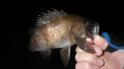 アジ？メバルは？