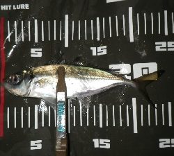 釣り納めIN淡路島