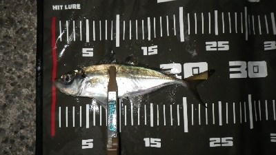 釣り納めIN淡路島