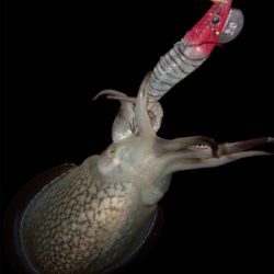 コウイカ釣れるまで帰れまテン