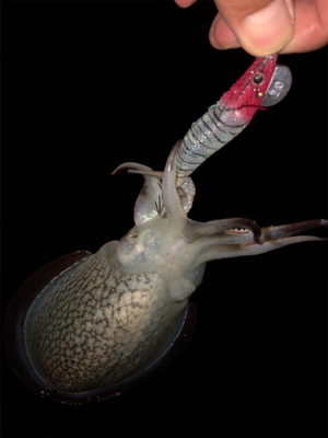 コウイカ釣れるまで帰れまテン