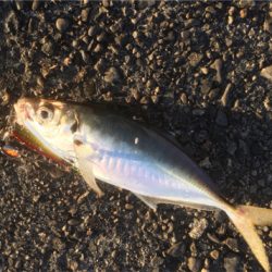 フォールでドーンです！