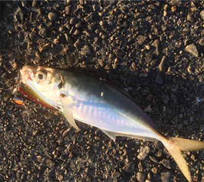 フォールでドーンです！