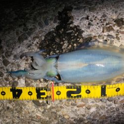 たぶん今年ラストエギング