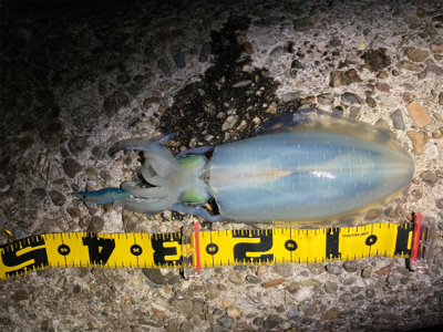 たぶん今年ラストエギング