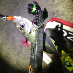 満月大潮アジング