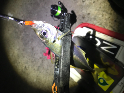 満月大潮アジング