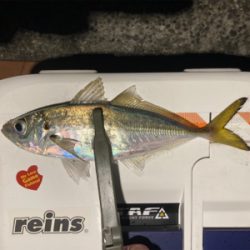 たぶん自己新記録!24.5cmのマッチョ鯵。