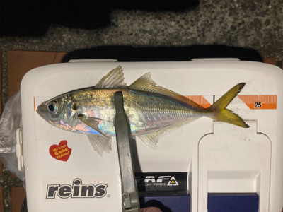 たぶん自己新記録!24.5cmのマッチョ鯵。