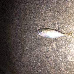 メバル時々アジ