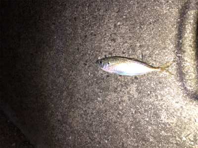 メバル時々アジ