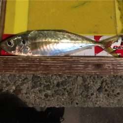 フグをかわしてようやく