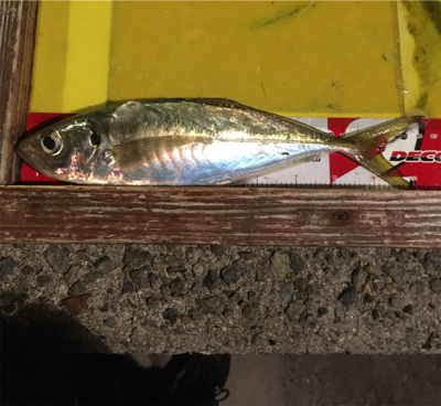 フグをかわしてようやく