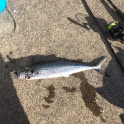 サゴシ釣果