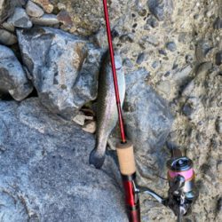 エリアトラウト