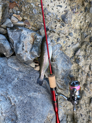 エリアトラウト