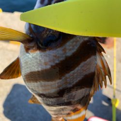 色々釣れました。