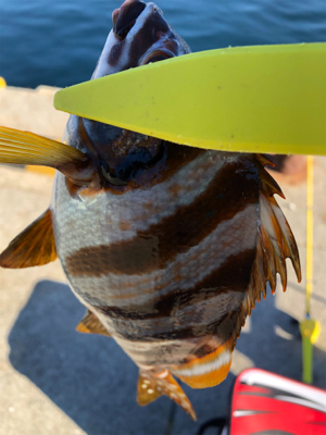 色々釣れました。