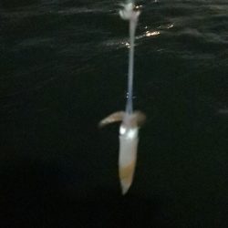 アジング練習 230