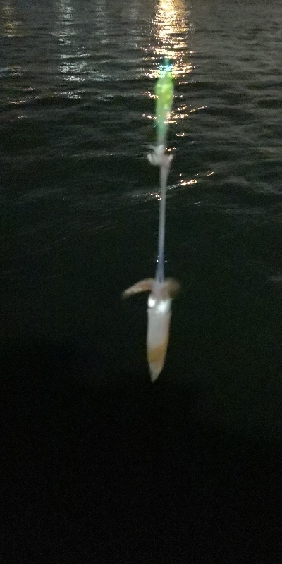 アジング練習 230