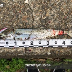 朝マズメと夕マズメ