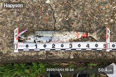 朝マズメと夕マズメ