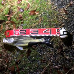 ビッグサイズお預け