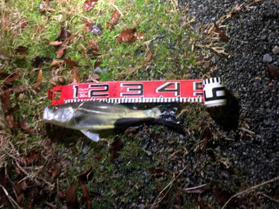 ビッグサイズお預け