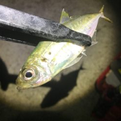 連夜のアジング