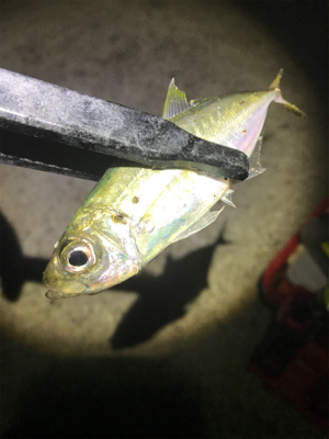 連夜のアジング