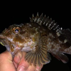 たくさんのお土産をお持ち帰りできました