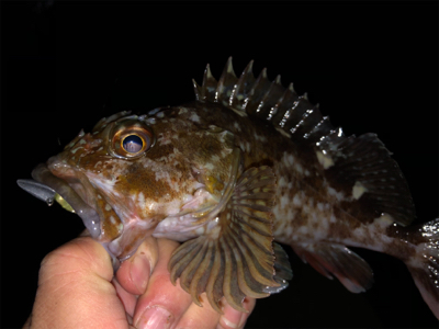 たくさんのお土産をお持ち帰りできました