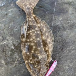 朝マズメのヒラメ釣果!!