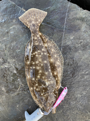 朝マズメのヒラメ釣果!!