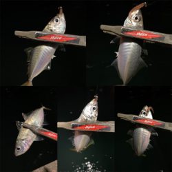 アジミルク　バチ　オキアミ赤ラメ