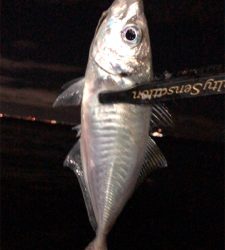 アジングナイト(もう終了？)