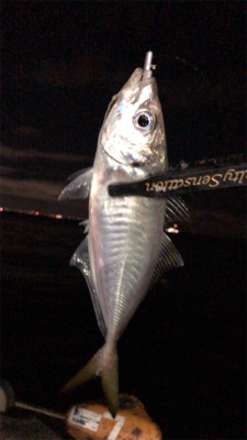 アジングナイト(もう終了？)