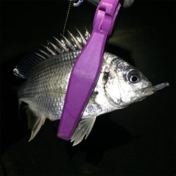 大阪湾奥アジング アジはどこへ？