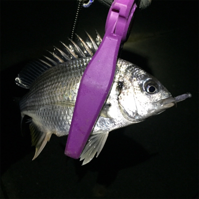 大阪湾奥アジング アジはどこへ？