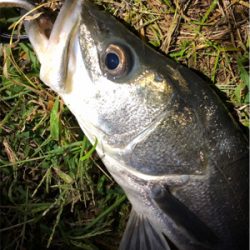 リバーシーバス!