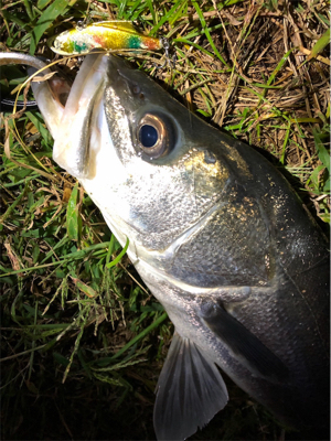 リバーシーバス!