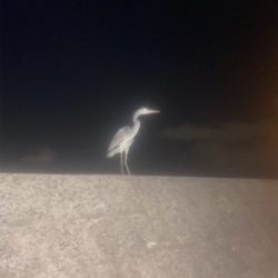 アジングでハゼ！